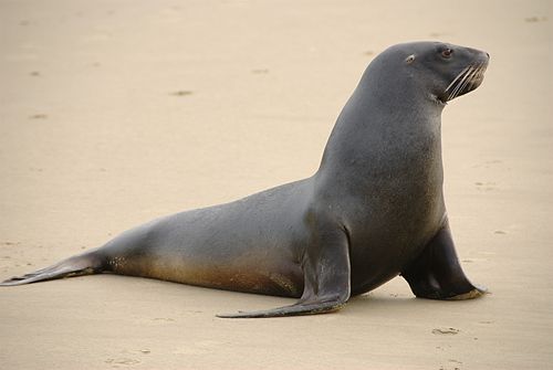 New Zealand sea lion